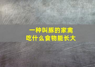 一种叫豚的家禽吃什么食物能长大