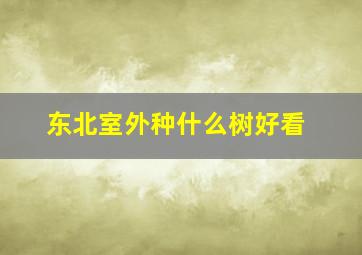 东北室外种什么树好看