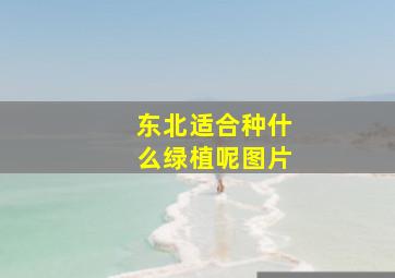 东北适合种什么绿植呢图片