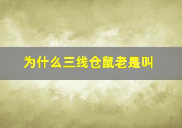 为什么三线仓鼠老是叫