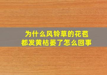 为什么风铃草的花苞都发黄枯萎了怎么回事