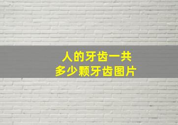 人的牙齿一共多少颗牙齿图片