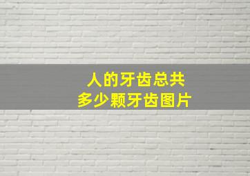 人的牙齿总共多少颗牙齿图片