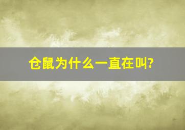 仓鼠为什么一直在叫?