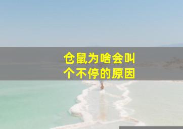 仓鼠为啥会叫个不停的原因