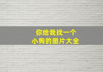 你给我找一个小狗的图片大全