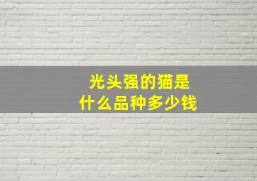 光头强的猫是什么品种多少钱