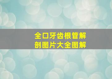 全口牙齿根管解剖图片大全图解