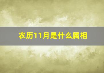 农历11月是什么属相