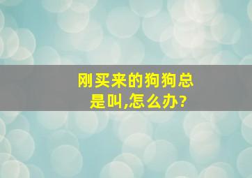 刚买来的狗狗总是叫,怎么办?