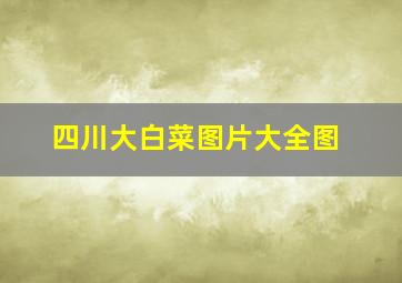 四川大白菜图片大全图