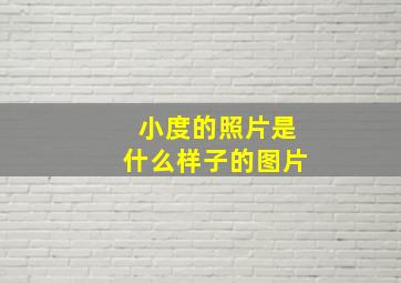 小度的照片是什么样子的图片