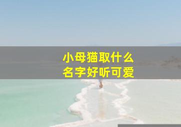 小母猫取什么名字好听可爱