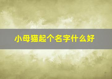 小母猫起个名字什么好