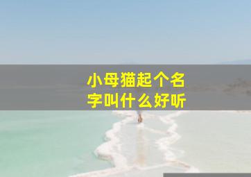 小母猫起个名字叫什么好听