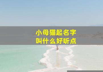 小母猫起名字叫什么好听点