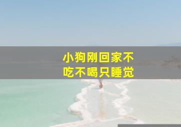 小狗刚回家不吃不喝只睡觉