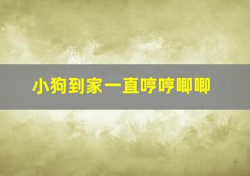 小狗到家一直哼哼唧唧