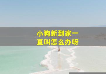 小狗新到家一直叫怎么办呀