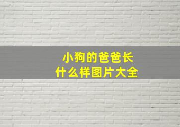 小狗的爸爸长什么样图片大全