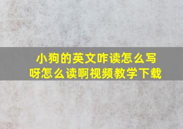 小狗的英文咋读怎么写呀怎么读啊视频教学下载