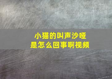 小猫的叫声沙哑是怎么回事啊视频