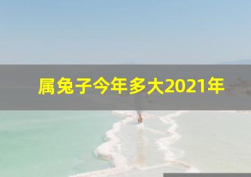 属兔子今年多大2021年