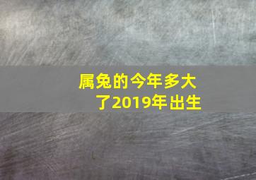 属兔的今年多大了2019年出生