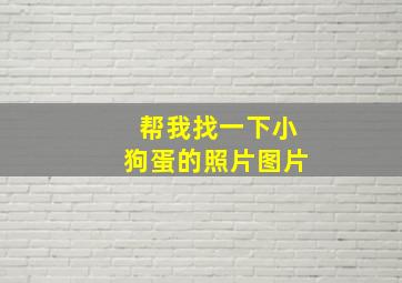 帮我找一下小狗蛋的照片图片