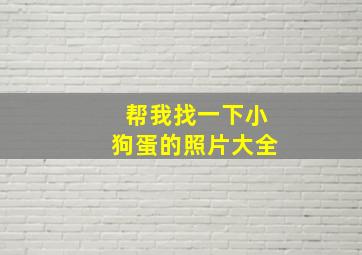 帮我找一下小狗蛋的照片大全