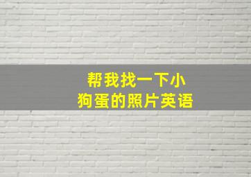 帮我找一下小狗蛋的照片英语