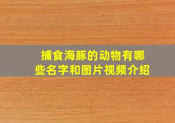 捕食海豚的动物有哪些名字和图片视频介绍