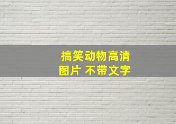 搞笑动物高清图片 不带文字