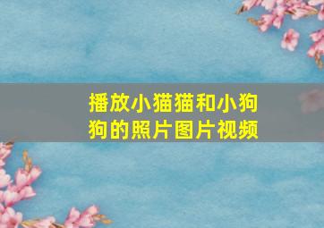 播放小猫猫和小狗狗的照片图片视频