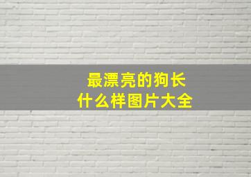 最漂亮的狗长什么样图片大全