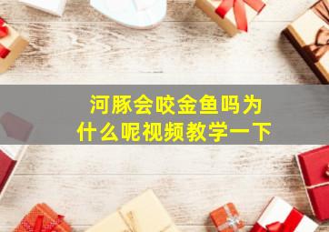 河豚会咬金鱼吗为什么呢视频教学一下