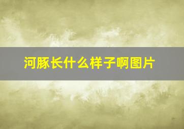 河豚长什么样子啊图片