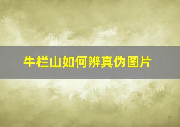 牛栏山如何辨真伪图片