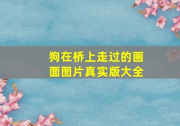 狗在桥上走过的画面图片真实版大全