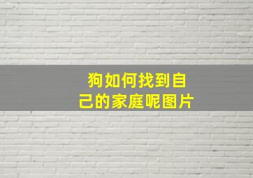 狗如何找到自己的家庭呢图片