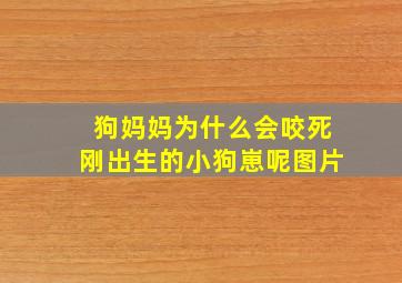 狗妈妈为什么会咬死刚出生的小狗崽呢图片