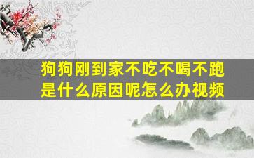 狗狗刚到家不吃不喝不跑是什么原因呢怎么办视频