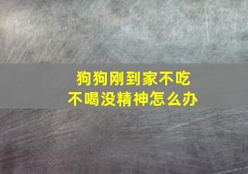 狗狗刚到家不吃不喝没精神怎么办