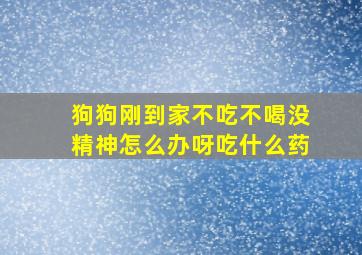 狗狗刚到家不吃不喝没精神怎么办呀吃什么药