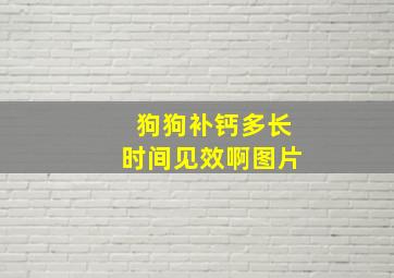 狗狗补钙多长时间见效啊图片