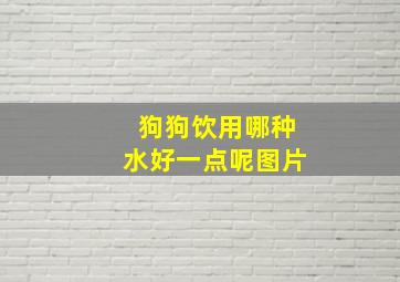 狗狗饮用哪种水好一点呢图片