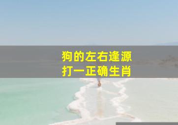 狗的左右逢源打一正确生肖