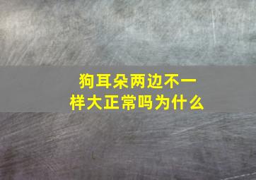 狗耳朵两边不一样大正常吗为什么