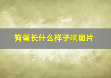 狗蛋长什么样子啊图片