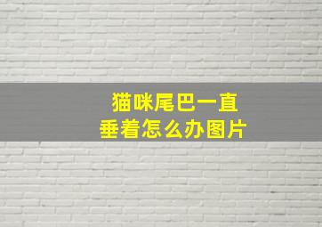 猫咪尾巴一直垂着怎么办图片